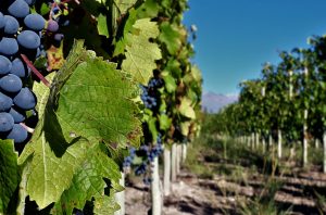 Grapes in a vineyard with blue skies and the Andes mountains in the background