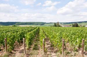 Champagne vineyards in July 2022