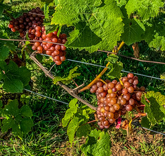 Siegerrebe_ready_to_pick-2_MaxHDR_Crop (1 of 1)