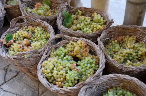 Spanish grapes