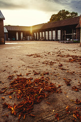 Autumn in the Winery