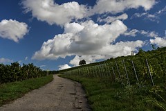 Im Weinberg / In the vineyard, Schliengen (Germany)