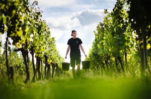 UK wine harvest 2022 at Ridgeview