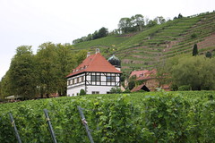 Radebeul: Weingut Hoflößnitz
