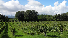Vineyard near Garda lake in Lombardy