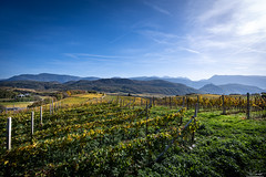 Caldaro sulla strada del vino - Kaltern - Alto Adige - Italia