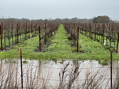 Flooded vineyards in Sonoma
