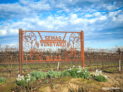 Semas Vineyard southern Sacramento County
