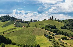 Vineyards in southern Styria