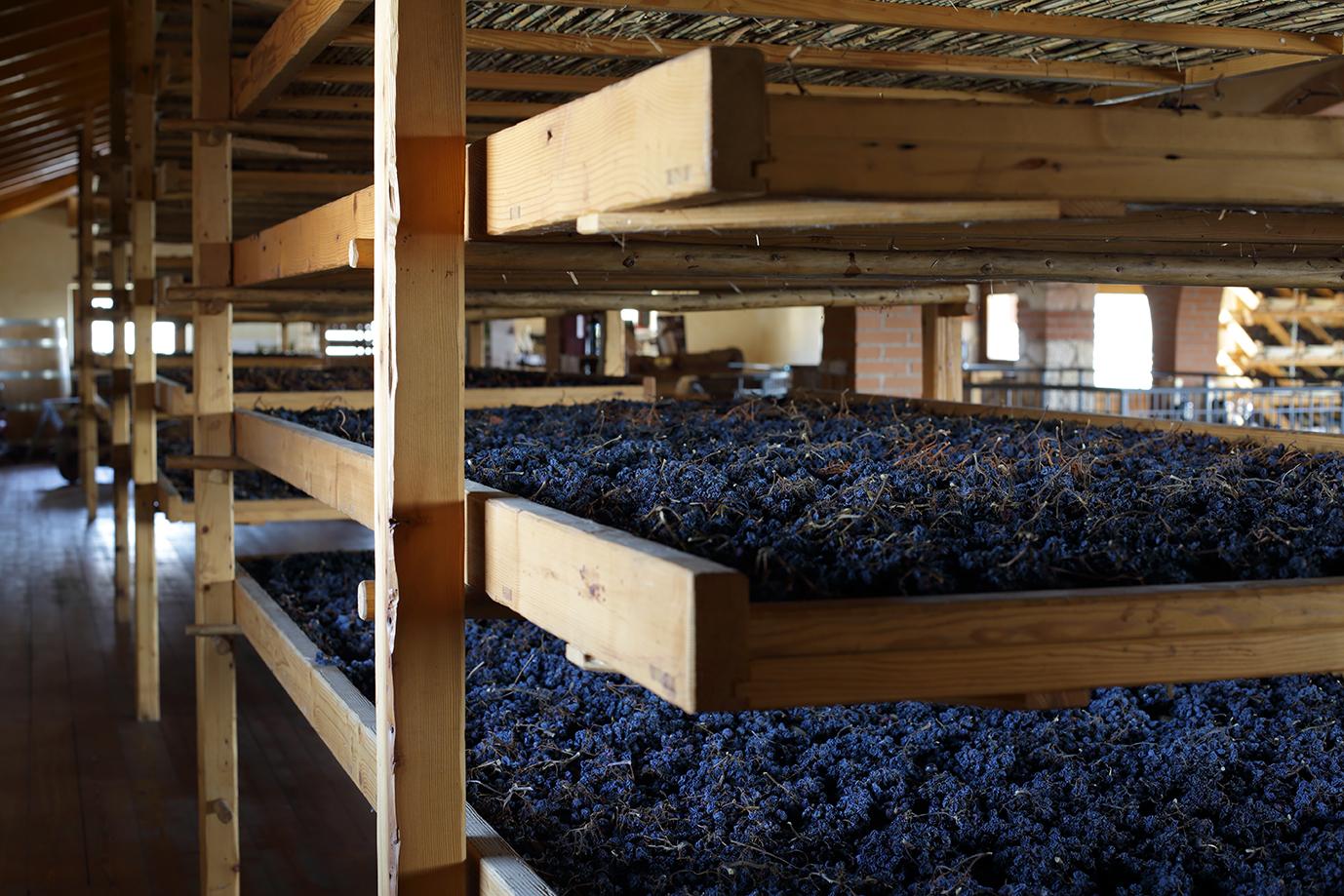 Costa Arènte grapes drying
