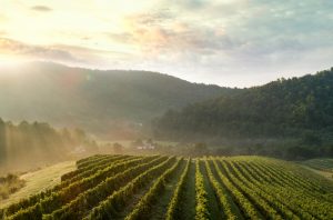 Vineyards in Virginia