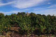 Le château de Pouypardin, en surplomb des vignes...