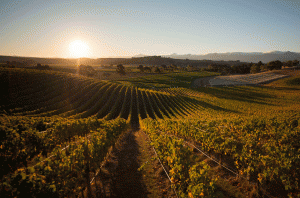 Marlborough Sauvignon Blanc 2022 - vineyards