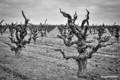 Old vineyard vines