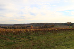 Panorama viticole