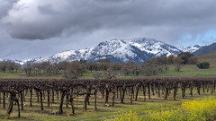 Snow in Sonoma Valley