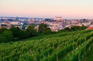 The vineyards surrounding Bratislava, Slovakia.