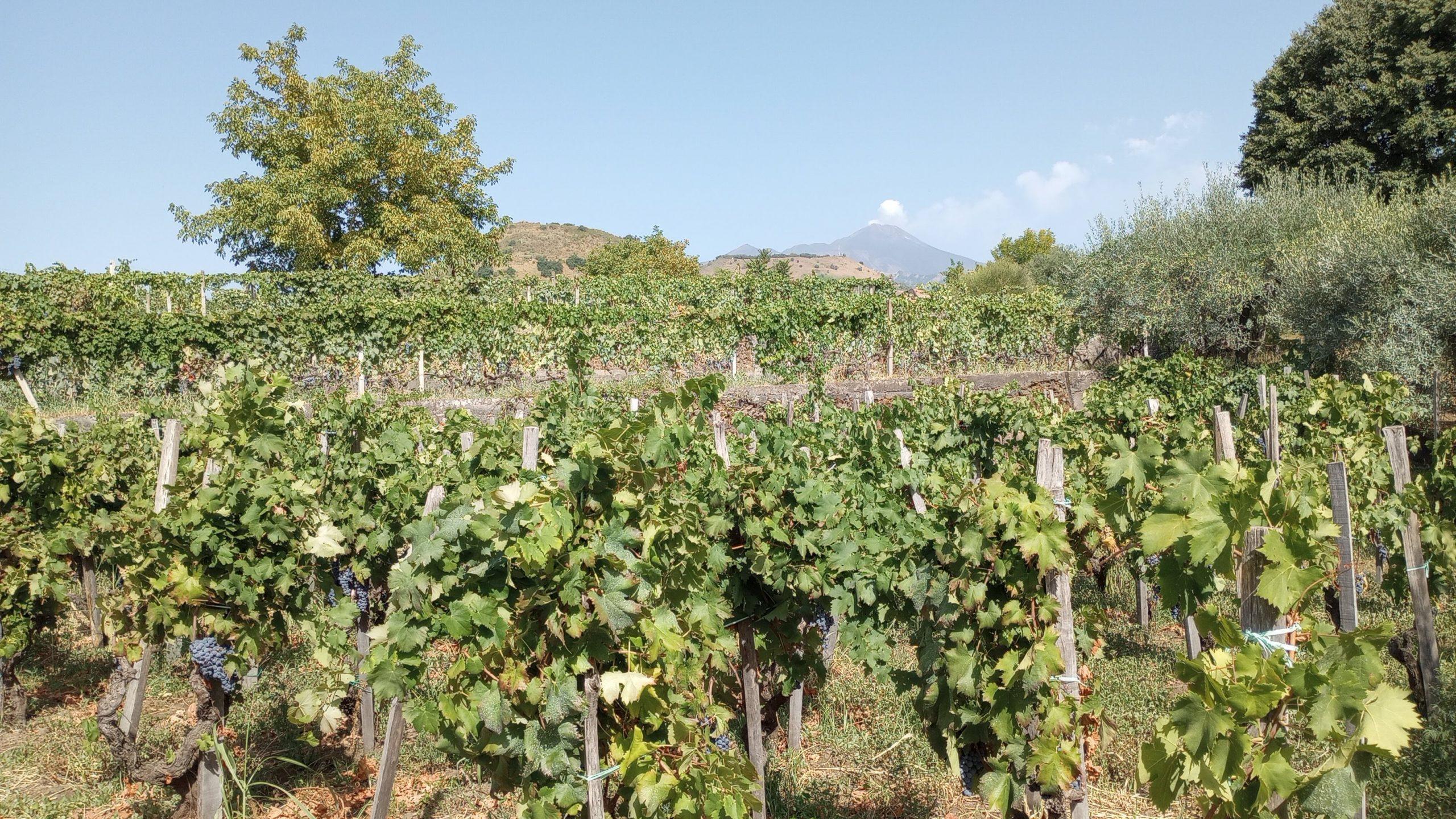 Terra Constantino vineyard