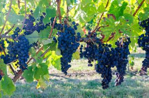 bordeaux wine grapes