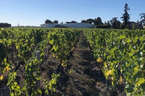 Bordeaux 2022 harvest at Château Cheval Blanc