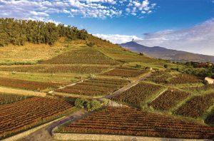 Benanti vineyards in Contrada Monte Serra Vigneti Alto, Sicily