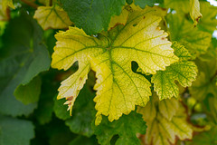 Devitalized Grape Leaf