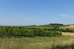 Pieds de vignes sur les côteaux de Mansencôme