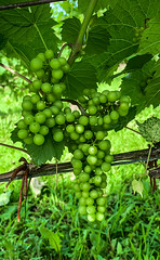 new_grapes-2_03HDR_Exposure_Contrast_Crop (1 of 1)