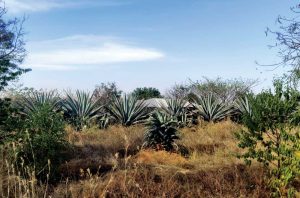 An agave field for Pistola production