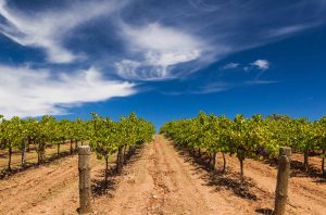 Vines in Barossa Valley