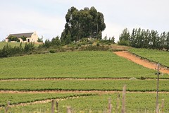 Murati Wine Farm