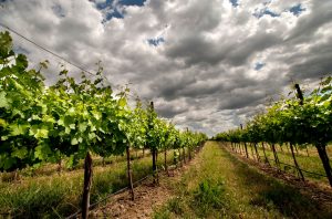Washington State vineyard