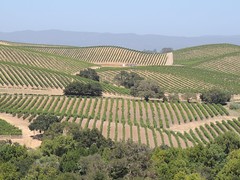 Vines of the Carneros region of Napa valley