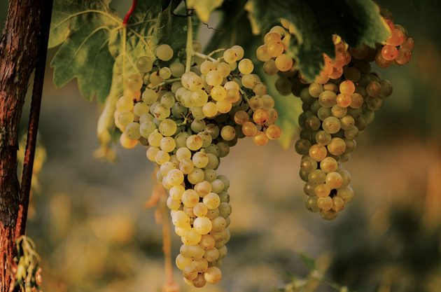 Škrlet grapes in Croatia