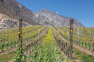 vineyards in the Trentino