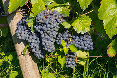 Loaded Vines