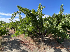 Old vine carignan in Redwood Valley AVA