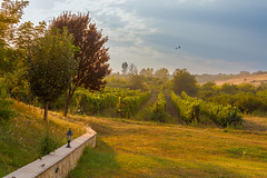 Purcari Winery. Vineyard