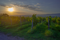Sunset on the Vineyards