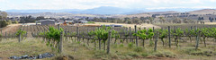 The old Hardy's vineyards in West Belconnen