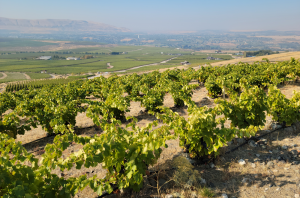 Grenache vines at WeatherEye Vineyards on Red Mountain.
