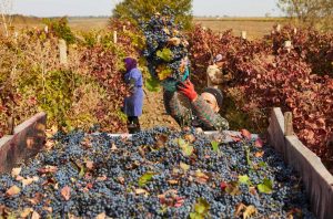 Ukraine wine harvest