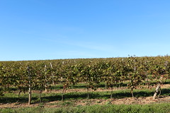Côteau de vignes à Bascous