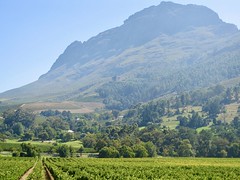The beautiful landscape of the Stellenbosch Wine Region, South Africa