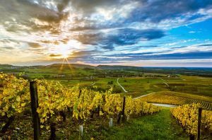 Jura vineyards in France