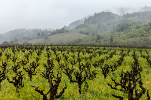 Old Zinfandel vines in Sonoma Valley