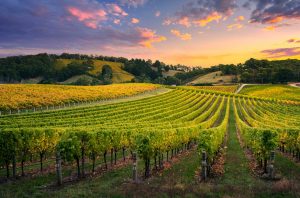 Vineyard in Adelaide Hills, Australia, at sunset