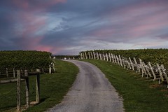 Entrance to the vineyards. Fishersville, Va