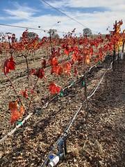 Farewell to Autumn Leaves in Templeton Wine Country
