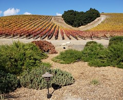 Niner Estates in Paso Robles Wine Country